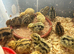 Just hatched Jumbo Japanese Quail Chicks