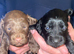 Cockapoo puppies