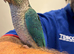 Mixed coloured conures