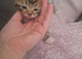 5 kittens