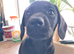 Dachshund x Labrador