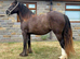 Hermits Glory, stunning 2 year old Smokey black Filly also colour tested to carry the LP gene