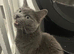 Female cat