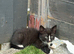 I have 5 beautiful kitten READY TO LEAVE