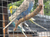 Blackwing split rainbow baby budgie