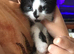 6 week old kittens nearly ready for forever homes.