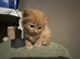 Ginger tabby