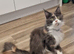 Maincoon female gccf