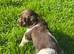 Kc springer spaniel puppies