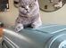 Beautiful British blue girl