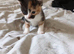 Kittens for sale