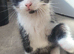 Rare tuxedo kittens in need of home