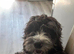 Male cockapoo