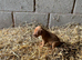 Hungarian Viszla puppies for sale