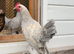 Porcelain sable poot bantams