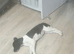 Daisy is looking for a forever family