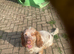 Roan cocker spaniel boy for stud
