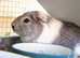 Stunning grey and white guinea pig