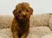 Toy Poodle