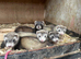 Ferrets