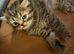 Persian chinchilla pure x4 kittens x2 male x2 female