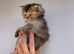 PUREBRED SCOTTISH FOLD KITTENS