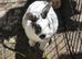Bunny still looking for a home