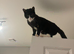 Tuxedo boy cat needs rehoming due to unforeseen circumstances