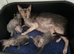 Pedigree Lykoi Kittens