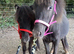 Two Beautiful Falabella Fillies For Sale
