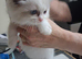 READY NOW GCCF registered Ragdoll kittens