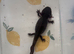 Axolotl looking for forever waters