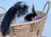 Giant pure bred French lop rabbits will be huge bunnies