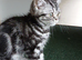 Kittens looking for home