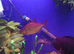 fish for sale