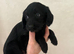 Labradoodle pups