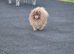 KC registered lilac male pomeranian