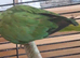 Green Indian ringneck parrot
