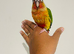 Hand reared conures for sale