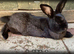 Flemish giant
