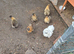 Silkie and chicks