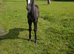 Connemara x Traditional gypsy cob