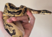 FEMALE BLACK PASTEL PIED BALL PYTHON CB25 ready for forever home