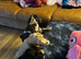 Price reduced DNA tested healthy 2 Sproodle Puppies Left