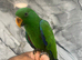 Ready Now Baby Handreared Super Tame Eclectus Parrot,2