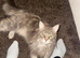 BEAUTIFUL PURE MAINE COON GIRLS BETTY & PARIS