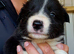 Working Border Collie Pups
