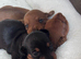 KC Registered Red/Mixed Miniature Smooth Puppies