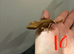 Olive Flame or Olive Bi-Color with partial pinstripe traits Crested gecko