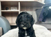 Cockapoo puppies looking for loving home